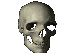 skull